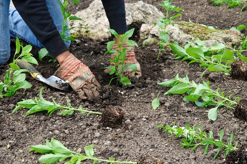 Wembley Park gardeners using PPE during a maintenance job