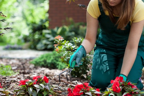 Careful hedge cutting and shaping in a Wembley Park garden