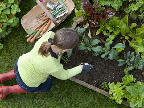Pruning and hedge trimming as part of Wembley Park garden maintenance