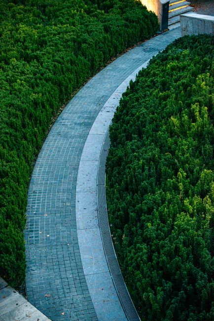 A narrow, gently curving garden pathway constructed with gray paving stones, bordered by low, dense evergreen hedges with bright green foliage. The pathway appears clean and well-maintained, with a sl